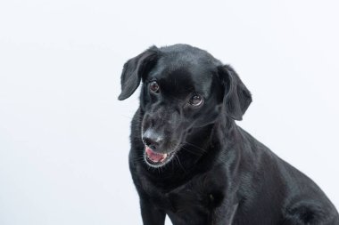 Beyaz arka planda izole edilmiş siyah bir köpeğin portresi.