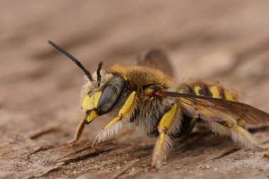Mavi gözlü Avrupa yünlü arı Anthidium Manicatum 'un detaylı yüz görüntüsü.