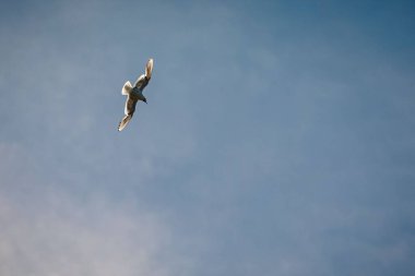 Gün boyunca gökyüzünde özgürce süzülen bir martı.