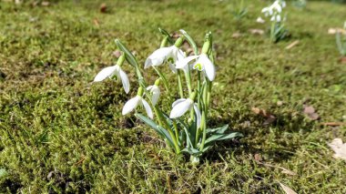 Taze çimenlerin olduğu bir tarlada güzel kar damlalarının yakın çekimi.