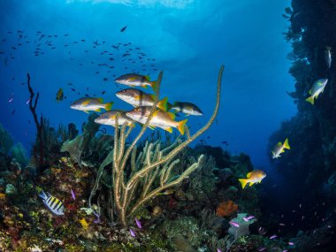 Bitkilerin yakınında temiz suda yüzen çeşitli balık türleri var.