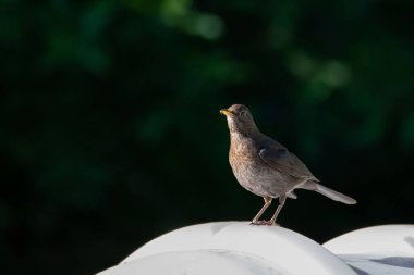 Bulanık bir arka planda beyaz bir yüzeyde güzel bir Thrush kuşu