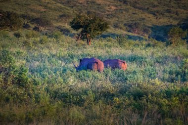 Güney Afrika 'da güneş ışığı altında yeşil, taze çayırlar üzerinde otlayan güzel bir vahşi gergedan görüntüsü.