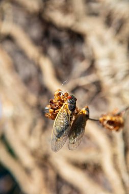 Kabuklarından çıkan ağustos böceklerinin dikey bir makro görüntüsü.