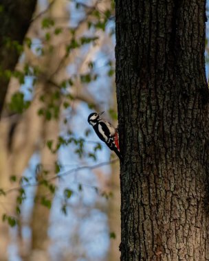Ağaç gövdesinde duran büyük benekli ağaçkakanın dikey görüntüsü.