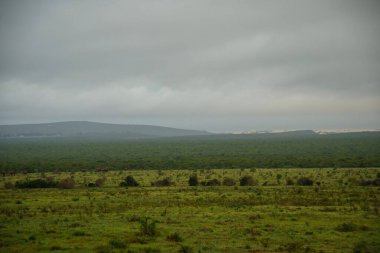Hayvanlarla dolu bir milli park manzarası