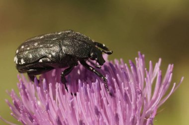 Siyah ve beyaz benekli Akdeniz Oxythyrea funesta böceğinin mor bir devedikeni çiçeğine yakın çekim