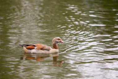 Huzurlu gölde yüzen bir Mısırlı kaz