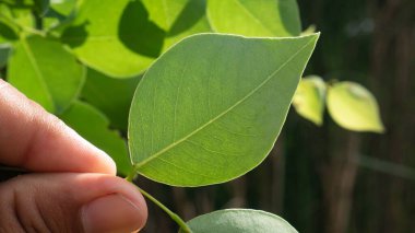Yeşil yaprak tutan kişi..