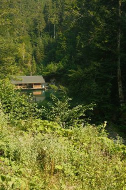 Güneş ışınları sonbahar ormanlarındaki ağaçların taçlarından geçer.