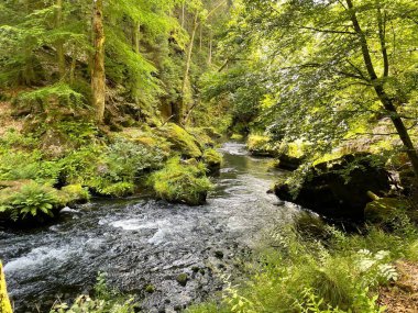 Ormanın ortasında güzel bir dere görüntüsü.