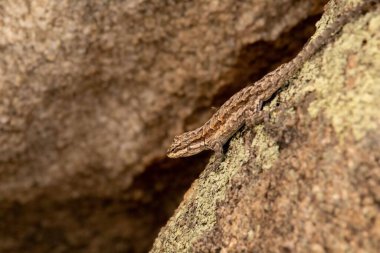 Kayalarda sürünen küçük bir kertenkelenin yakın çekimi.