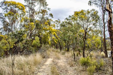 Ağaçlar ve otlarla dolu bir toprak yol.