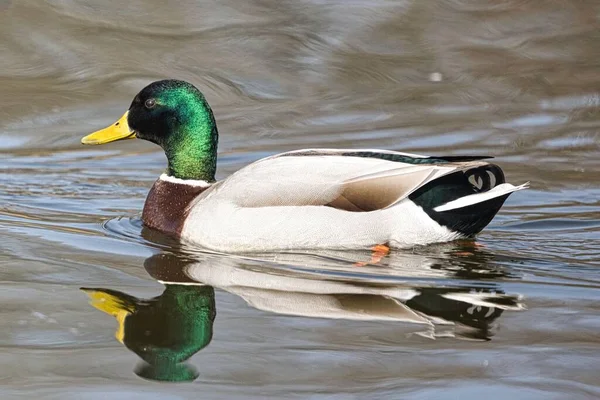 Closeup Shot Mallard Duck Anas Platyrhynchos Swimming Lake Reflections — Stock Photo, Image