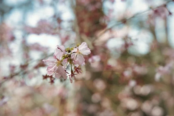 Μια Ρηχή Φωτογραφία Όμορφα Ροζ Άνθη Κερασιάς Ένα Δέντρο — Φωτογραφία Αρχείου