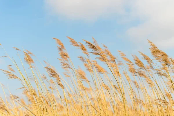 在蓝天的映衬下 燕麦场的特写镜头 — 图库照片