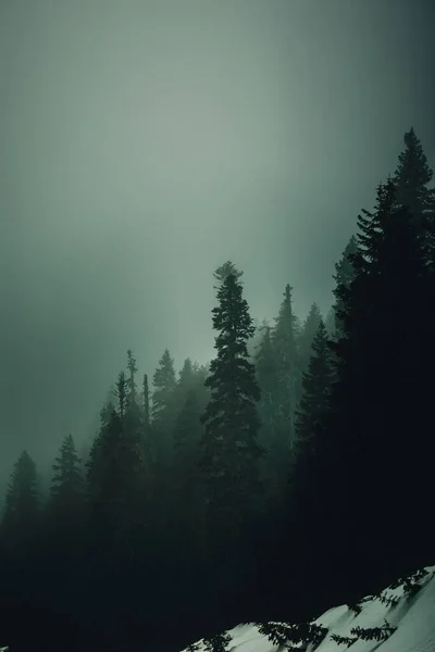 Vertical Shot Pine Forest Foggy Weather — Stock Photo, Image