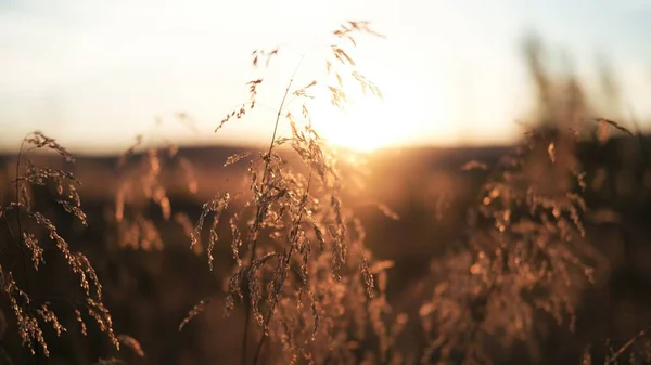 Campo Trigo Pôr Sol Roménia Transilvânia — Fotografia de Stock