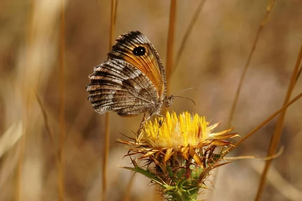 Primer Plano Sobre Una Mariposa Guardiana Del Sur Del Mediterráneo — Foto de Stock