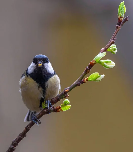 A vertical close-up of a tiny tit bird on a tree branch with food in its beak