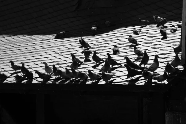Pigeons Dans Toit Ardoise Une Vieille Maison — Photo