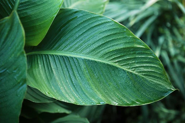 Foglia Verde Ricoperta Gocce Rugiada Uno Splendido Sfondo Del Giardino — Foto Stock