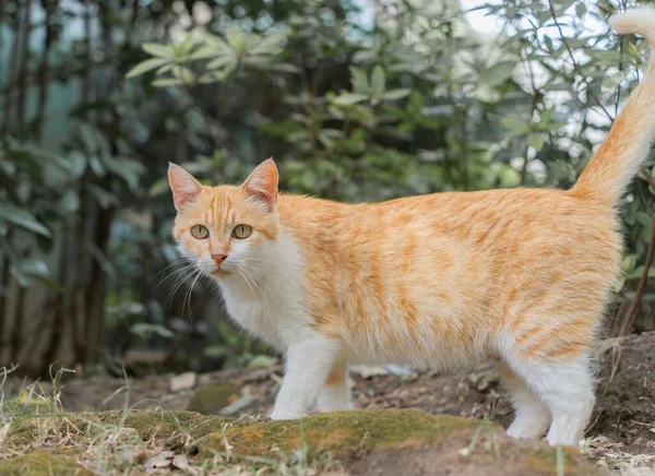 森の中で可愛い猫のクローズアップショット — ストック写真