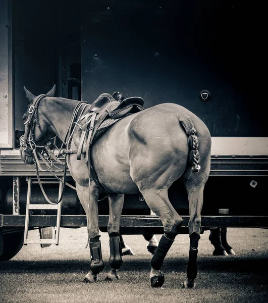 Kamyona Bağlı Bir Polo Midillisi Kirtlington Parkı Nda Oynamak Için — Stok fotoğraf