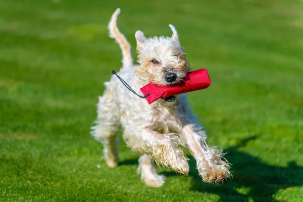 Closeup Shot Cute Soft Coated Wheaten Terrier Running Garden Carrying — Stock Photo, Image