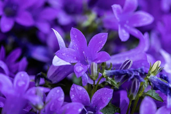 Close Flores Púrpura Sérvio Coberto Com Gotas Orvalho — Fotografia de Stock