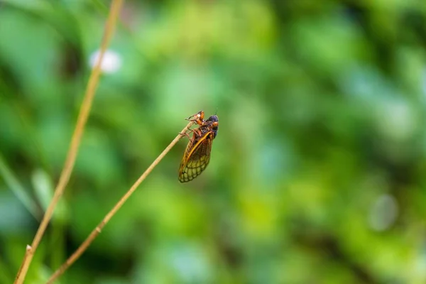 Bulanık Bir Arkaplanda Bir Bitkinin Makro Görüntüsü — Stok fotoğraf