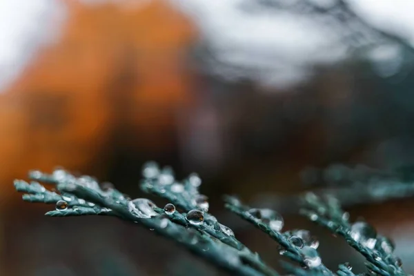 緑の木の針の水滴のクローズアップビュー — ストック写真