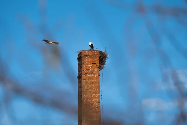 Witte Ooievaar Paar Wonen Een Nest Een Schoorsteen — Stockfoto