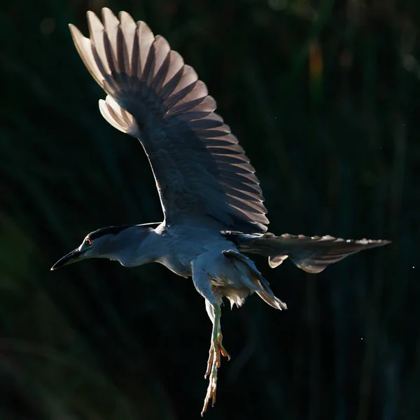 Primer Plano Una Garza Gris Vuelo —  Fotos de Stock