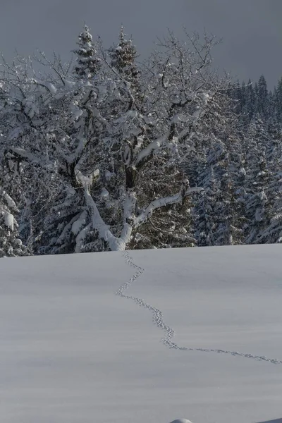 Tiro Vertical Abetos Cobertos Neve — Fotografia de Stock