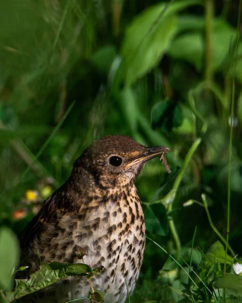 Çimlerin Üzerinde Duran Tatlı Bir Song Ardıç Kuşu Dikey Çekimi — Stok fotoğraf