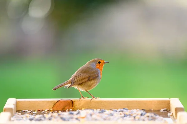 Unscharfen Hintergrund Ruht Ein Rotkehlchen Auf Einer Vogelfutterstelle — Stockfoto