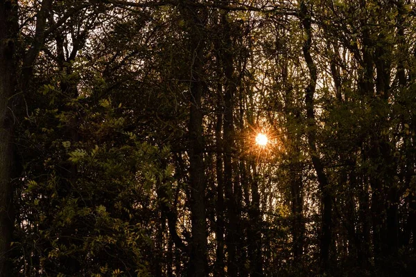 Una Vista Puesta Sol Detrás Los Árboles Altos Bosque — Foto de Stock