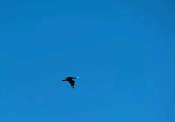 Black Cormorant Flying Blue Sky Great Cormorant Phalacrocorax Carbo Known — Stock Photo, Image