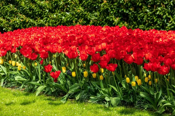 Uma Vista Natural Flores Tulipa Vermelha Florescendo Parque — Fotografia de Stock