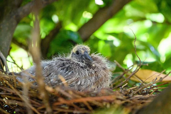 Eine Nahaufnahme Von Einem Niedlichen Taubenküken Das Auf Dem Nest — Stockfoto