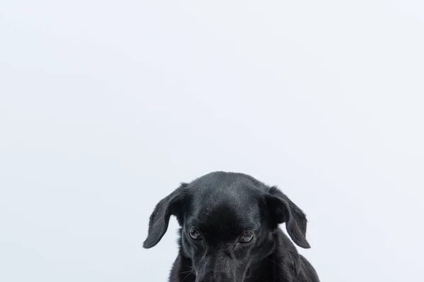 Portré Egy Fekete Kutya Elszigetelt Fehér Háttér — Stock Fotó
