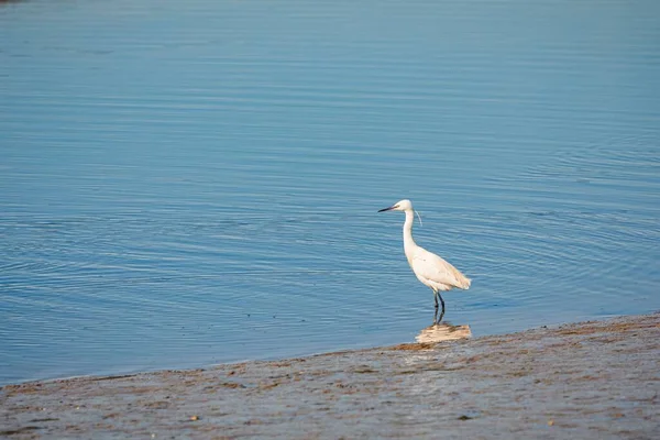 Great Egret Bird Coast Its Head Direction Water Daytime — Stock Photo, Image
