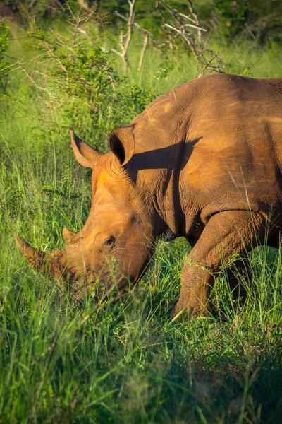 Belo Tiro Rinoceronte Selvagem Pastando Prado Verde Fresco Reserva Caça — Fotografia de Stock