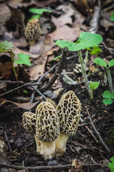 Cogumelos Morel Crescendo Uma Floresta — Fotografia de Stock