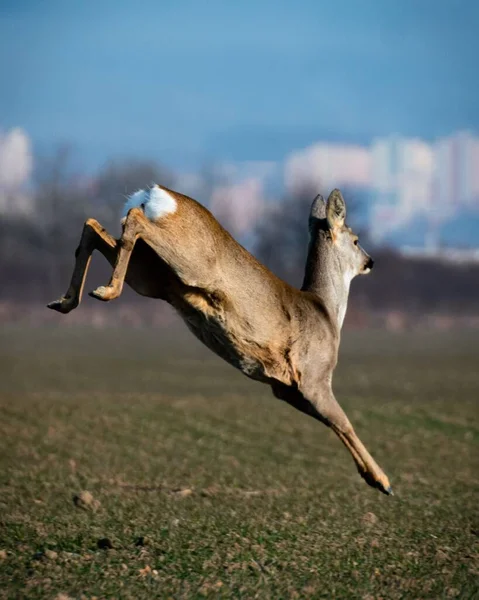 Vertical Shot Roe Deer Jumping Field Daylight — Stock Photo, Image