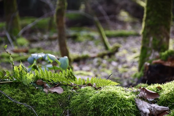 Les Herbes Mousse Soleil Matin Sur Forêt — Photo