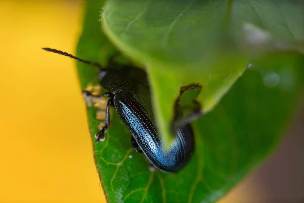 나뭇잎 딱정벌레의 — 스톡 사진