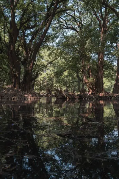 晴れた日には小さな水の上に映る緑豊かな木々の美しい景色 — ストック写真