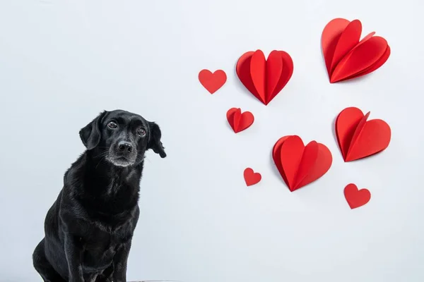 Portrait Chien Noir Jour Saint Valentin Avec Des Cœurs Isolés — Photo